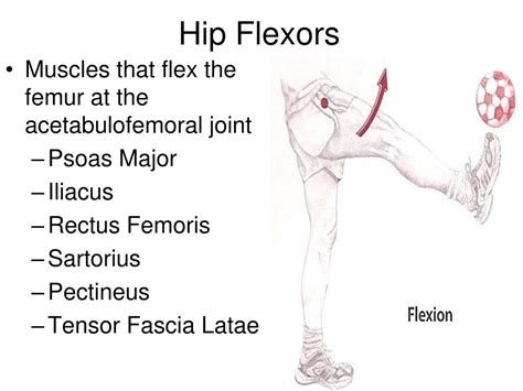 hip flexors  hip extensors powerpoint