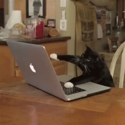 кот на компьютере животные животное GIF - Cat Computer Typing ...