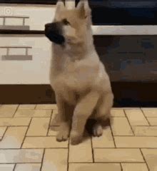 Happy Dog Meme GIFs | Tenor