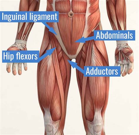 Lamer familia real ama de casa groin anatomy Sinis discordia Centelleo