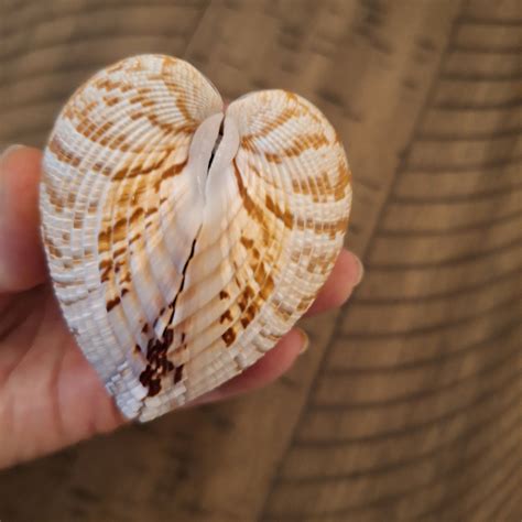 giant atlantic heart cockle shell unhinged set seashells etsy