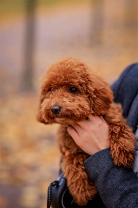 A Cute Brown Puppy · Free Stock Photo