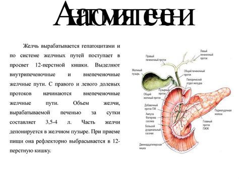Лучевая диагностика печени, поджелудочной железы, желчного пузыря ...