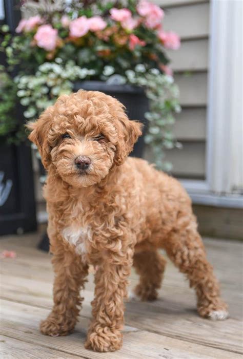 Dark Brown Toy Poodle Puppies