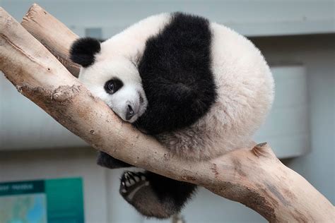 tiktok conspiracy theory pandas arent real   hot claim