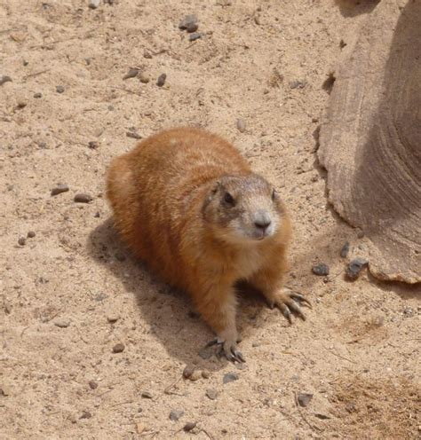 Prairie Dog (Rancho Texas Park, Lanzarote) | Prairie dog, Texas parks, Animals