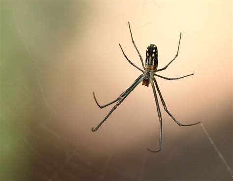 spider orb weaver  photo  pixabay pixabay