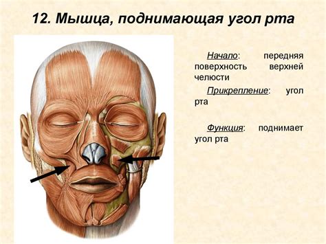 Мышцы головы - презентация онлайн