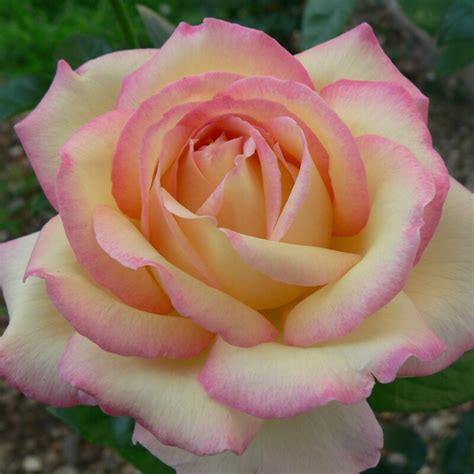 Rose 'Peace' - Lushingtons