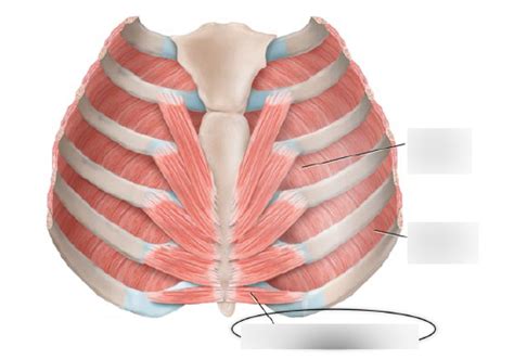 transversus thoracic diagram quizlet
