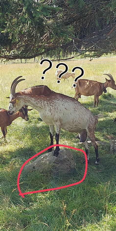 New Space Goat character leaked ??? (Sorry, thought of it while taking