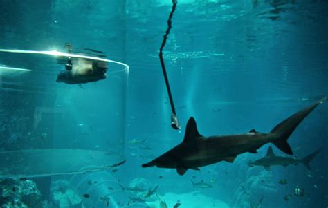 Aquario Nasceu Em Que Mes