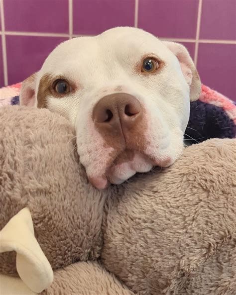 Shelter boy Pierogi is 100% guilty of perpetuating the "couch potato