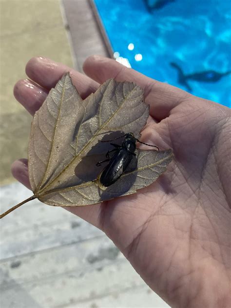 NVM HE LIVED LETS GO but like fr what is this guy : r/whatsthisbug