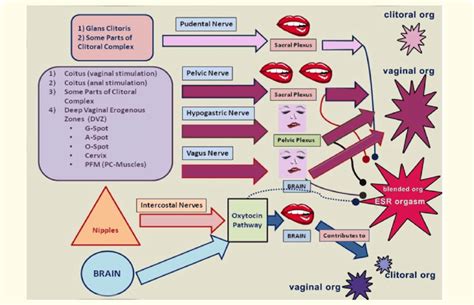 Four Nerve Six Pathway Hypothesis of Female Orgasm. At least six ...