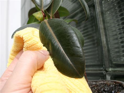 What Are Some Plants That Don't Attract Bugs at Thomas More blog