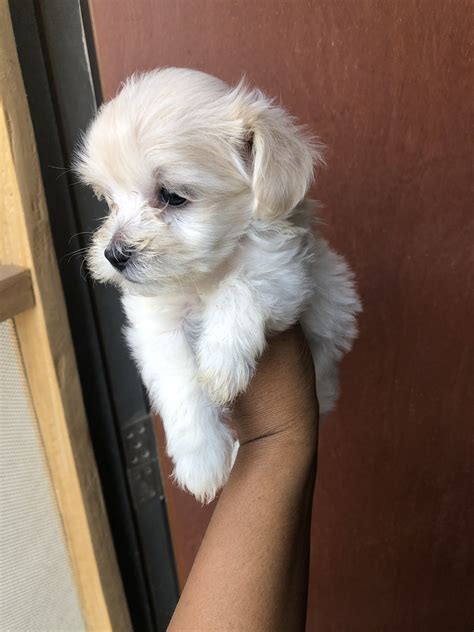 How Big Will A Yorkie Bichon Get