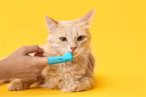 how to brush cat's teeth 7