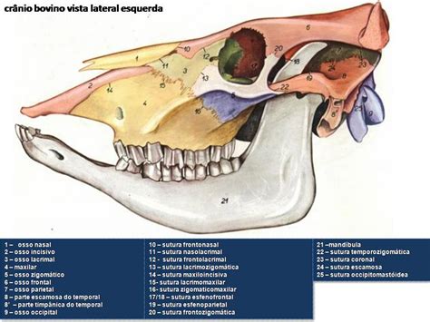 Ossos Do Cranio Animal - Ossos Do Cranio Animal - FDPLEARN