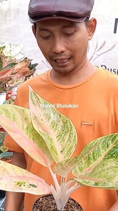 sri gading harga aglonema greg hybrid youtube