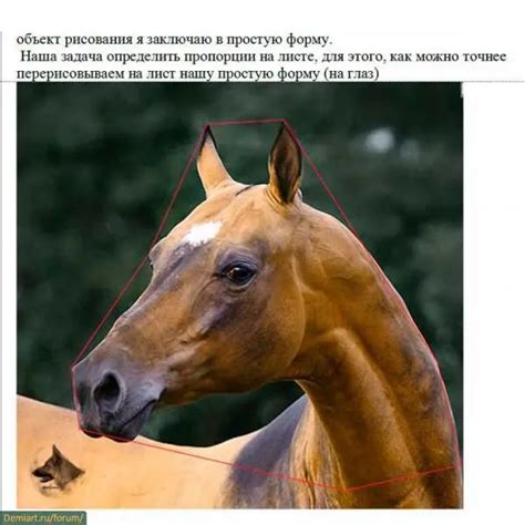 Як намалювати голову коня. Побудова голови - Все про тату