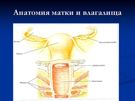Цитологическая диагностика заболеваний матки - презентация онлайн