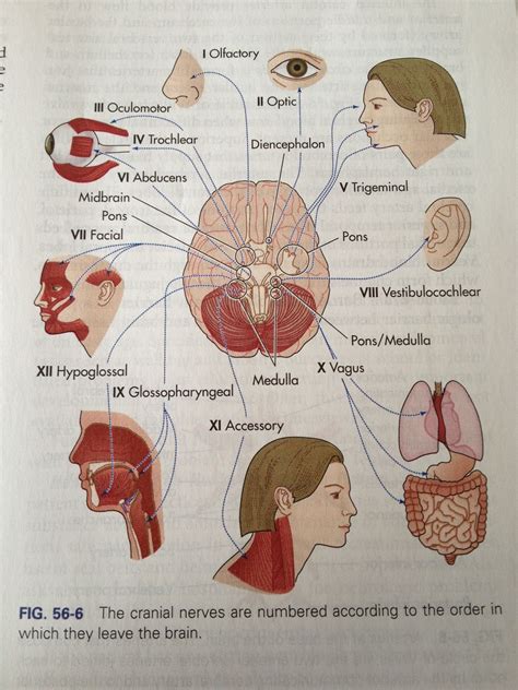 Cranial Nerves Diagram