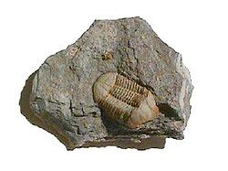 devon geologi wikipedia den frie encyklopaedi