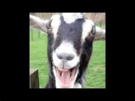 El chibo - YouTube