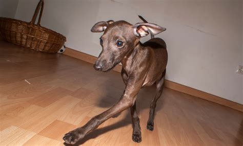 16 Small Dog Breeds With Long Legs (Must-See Pictures!)