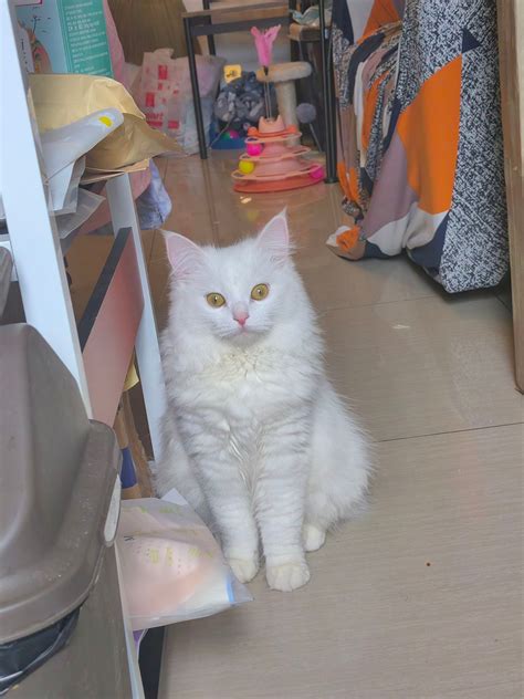 Princess April Libres