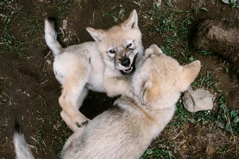 wolf puppies  adorable    call   wild