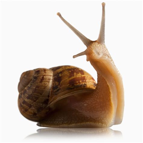 What Do Snails Think About When Having Sex? | National Geographic