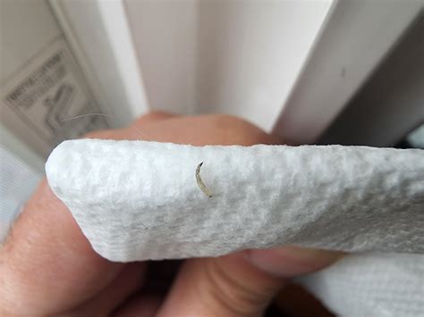 worm found in cat water fountain?? insect or parasite? 😳 : r/cats