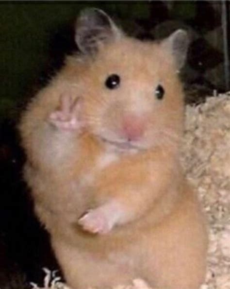 pin  hamsters