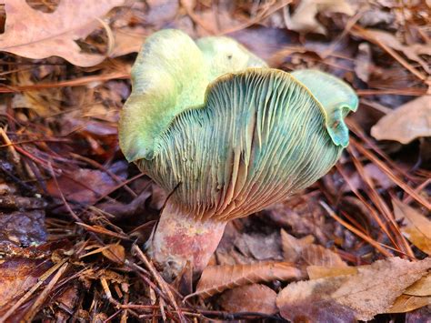 Found a ton of really beautiful Lactarius Paradoxus today! : r/MushroomPorn