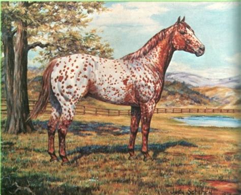 Appaloosa Paintings | Equine artwork, Horse artwork, Indian horses