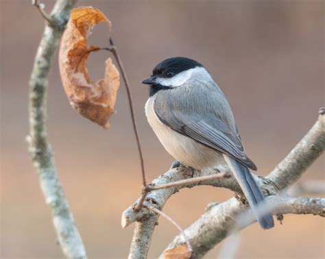 Carolina Chickadee - FeederWatch