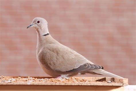 Eurasian Collared Dove by andabata on DeviantArt