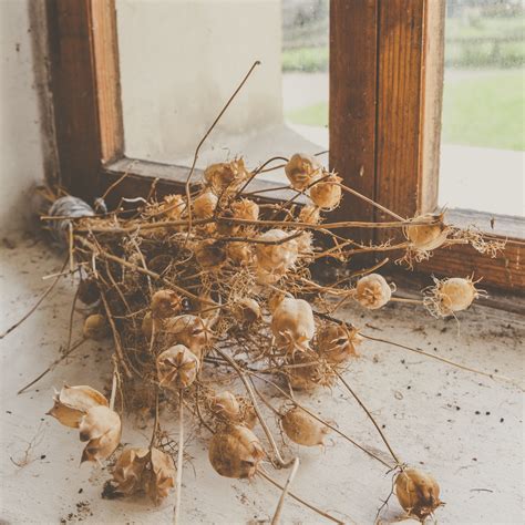 Dry Poppy Plants Free Stock Photo - Public Domain Pictures