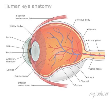 Human eye anatomy labeled medical vector illustration. posters for the ...