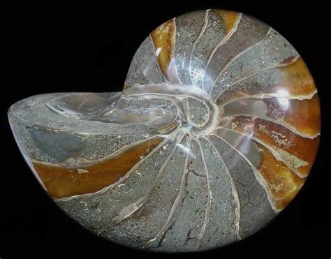 6.25" Large, Polished Nautilus Fossil - Madagascar (#51677) For Sale ...