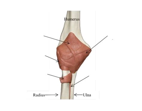 anterior elbow hinge joint Quiz