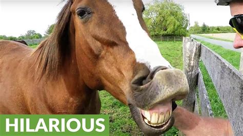 Funny Horse Faces