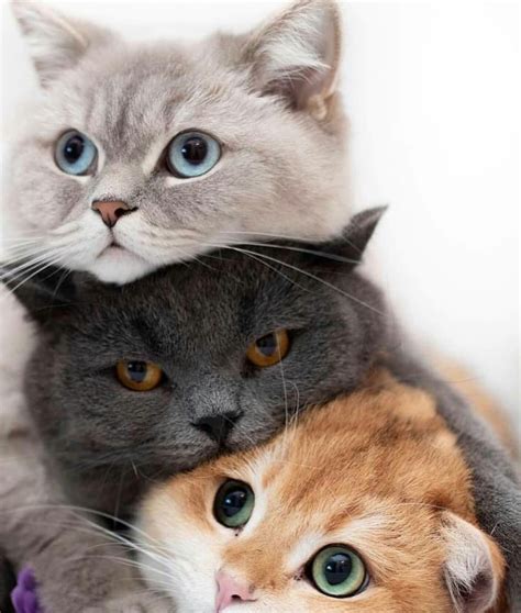 Fotos De Gato Fofos - FDPLEARN
