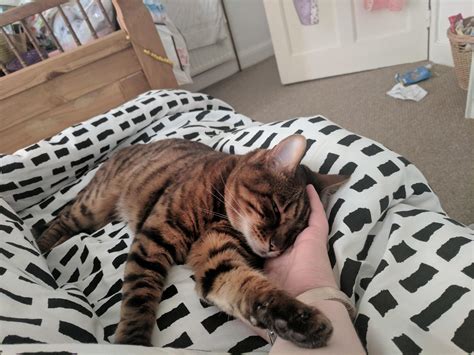 I stroked her and she fell asleep on my hand! : r/aww