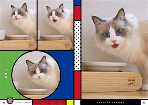 猫「ええやん、飼い主（ニヤリ）」 人間みたいな笑顔を見せる猫の写真集「主水の猫談」が面白い（1/2） | ねとらぼ