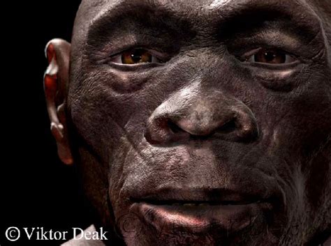 Pin auf 16-Homo habilis