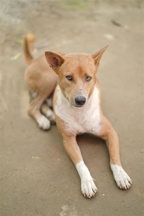 dog  hd      dog  hd stock