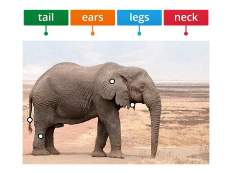 parts   animal juniors labelled diagram